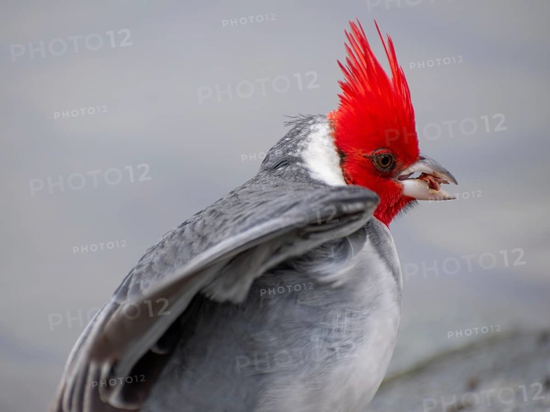 Red-crested Tanager (Paroaria coronata) close-up portrait, seen in Buenos Aires, Argentina