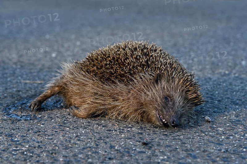 Roadkill... European hedgehog (Erinaceus europaeus), run over hedgehog lying dead on the road, run over by a car, species endangered by road traffic, native nature, Lower Rhine, North Rhine-Westphalia, Rhineland, Germany, Western Europe