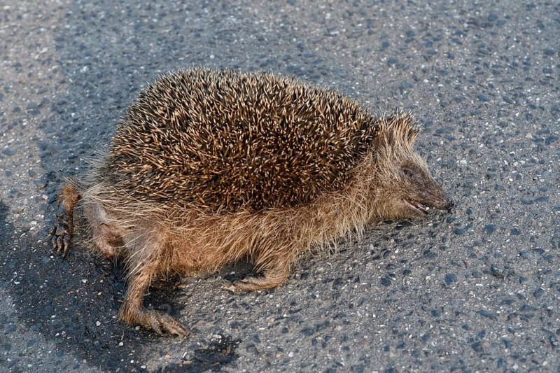 Road traffic victim... Hedgehog (Erinaceus europaeus), run over hedgehog lying dead on the road, hit by a car, species severely endangered by road traffic, native nature, Lower Rhine, North Rhine-Westphalia, Rhineland, Germany, Western Europe