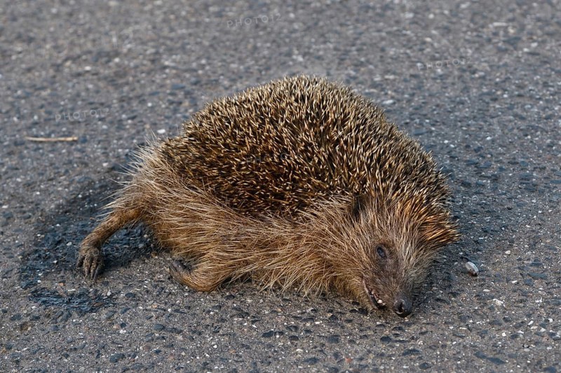 Death on the road... Hedgehog (Erinaceus europaeus), road traffic victim, hedgehog hit by a car, species severely affected by road traffic, native nature, Lower Rhine, North Rhine-Westphalia, Rhineland, Germany, Western Europe