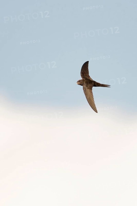Acrobats of the air... Swift (Apus apus) in flight, stays in the air for about ten months almost without interruption outside the breeding season, sleeps in flight, Lower Rhine, Rhine district of Neuss, North Rhine-Westphalia, Germany, Western Europe