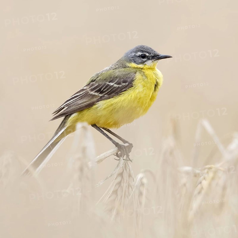 In (almost) ripe grain... Yellow wagtail (Motacilla flava) or simply yellow wagtail, male in splendid plumage perches on the tops of barley, particularly pretty songbird of open fields, native nature, Lower Rhine, North Rhine-Westphalia, Rhineland, Germany, Western Europe