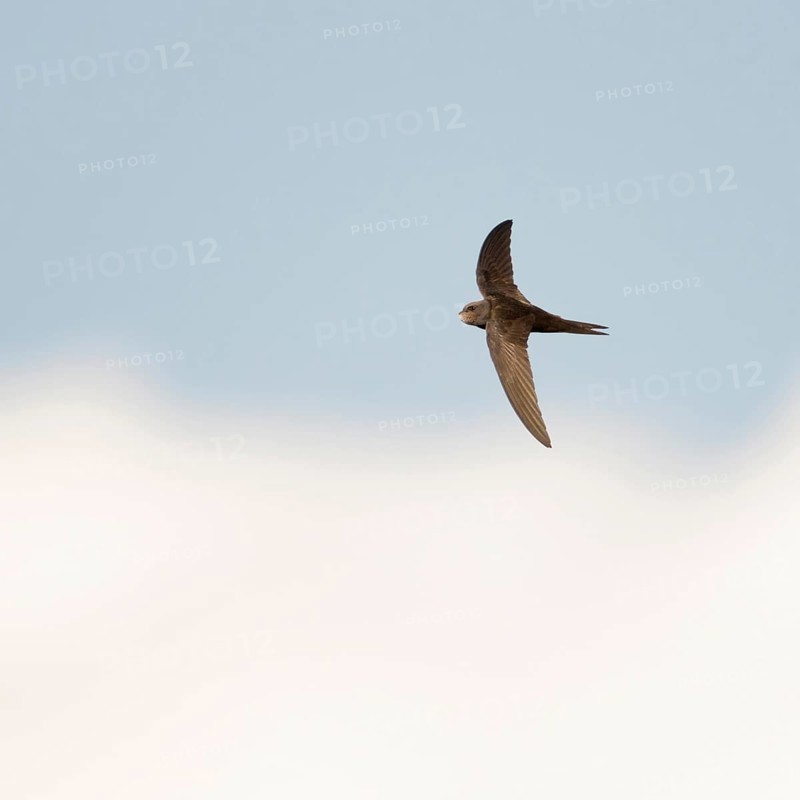 Acrobats of the air... Swift (Apus apus) in flight, stays in the air for about ten months almost without interruption outside the breeding season, sleeps in flight, Lower Rhine, Rhine district of Neuss, North Rhine-Westphalia, Germany, Western Europe