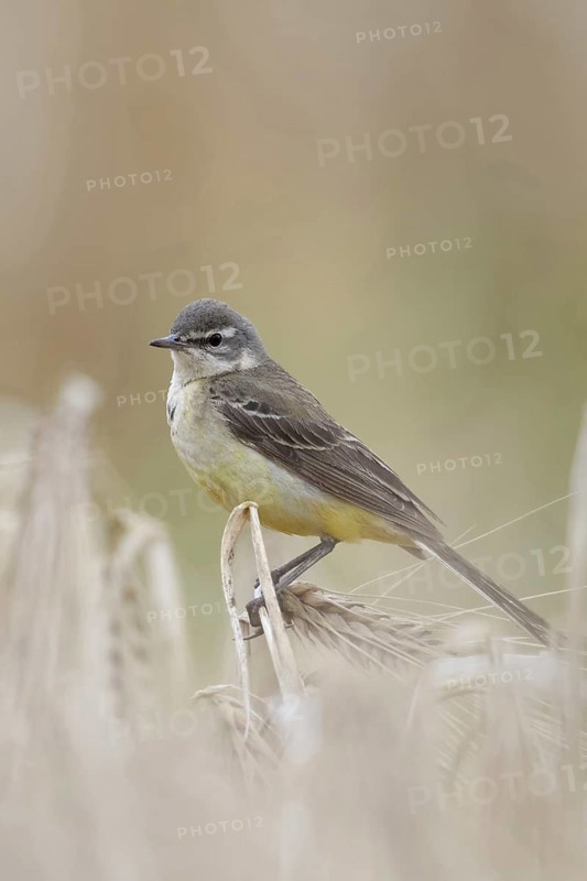In (almost) ripe grain... Yellow wagtail (Motacilla flava), meadow wagtail, female, particularly pretty songbird of the open field sitting in a cereal field, native nature, Lower Rhine, North Rhine-Westphalia, Rhineland, Germany, Western Europe