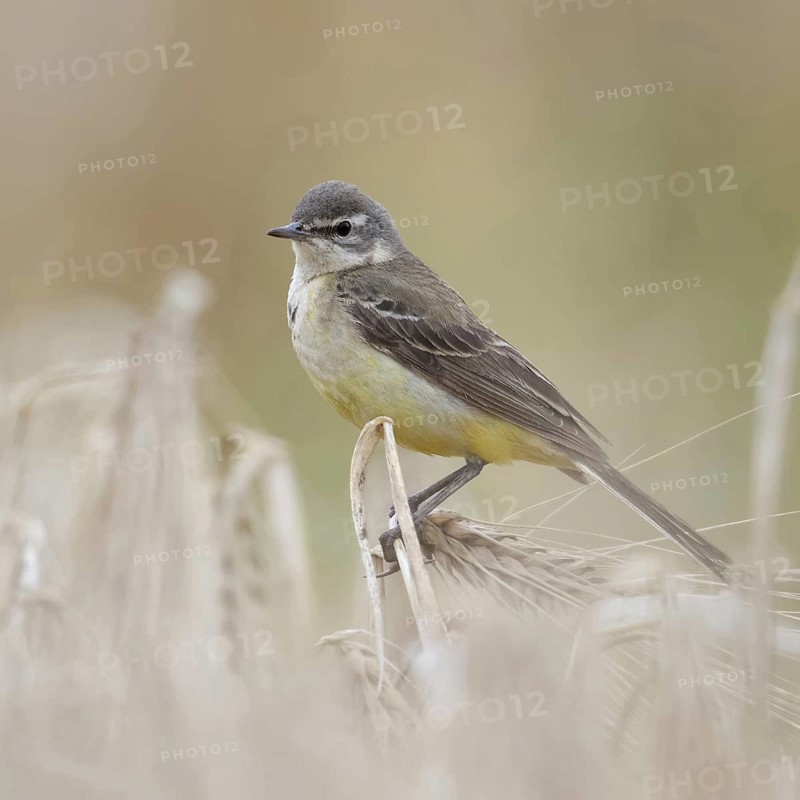 In (almost) ripe grain... Yellow wagtail (Motacilla flava), meadow wagtail, female, particularly pretty songbird of the open field sitting in a cereal field, native nature, Lower Rhine, North Rhine-Westphalia, Rhineland, Germany, Western Europe