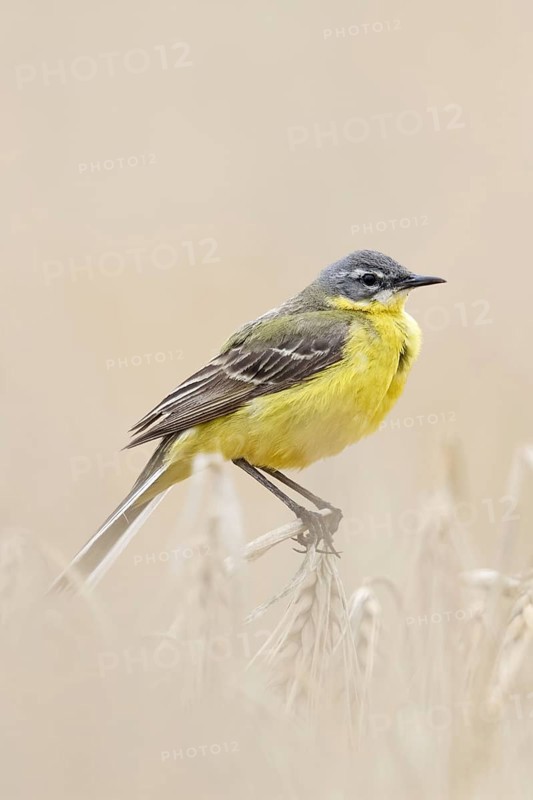 In (almost) ripe grain... Yellow wagtail (Motacilla flava) or simply yellow wagtail, male in splendid plumage perches on the tops of barley, particularly pretty songbird of open fields, native nature, Lower Rhine, North Rhine-Westphalia, Rhineland, Germany, Western Europe