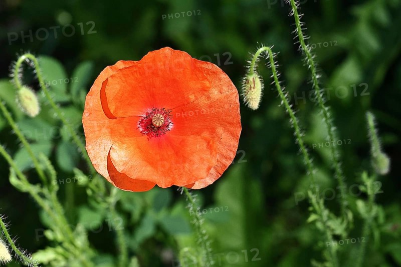 Red poppy (Papaver rhoeas), red flower in a natural garden, Wilnsdorf, North Rhine-Westphalia, Germany