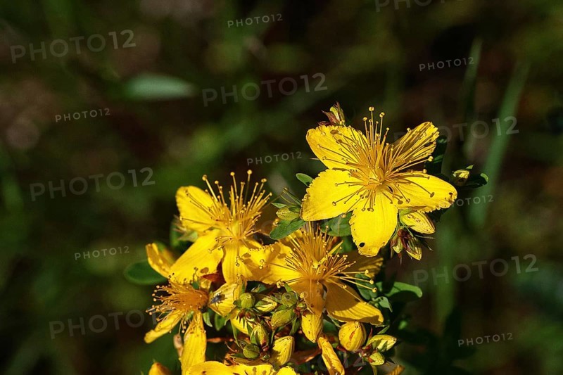 Common St John's wort (Hypericum perforatum), spotted St John's wort or common St John's wort (Hypericum perforatum), medicinal plant, flowering, Wilnsdorf, North Rhine-Westphalia, Germany