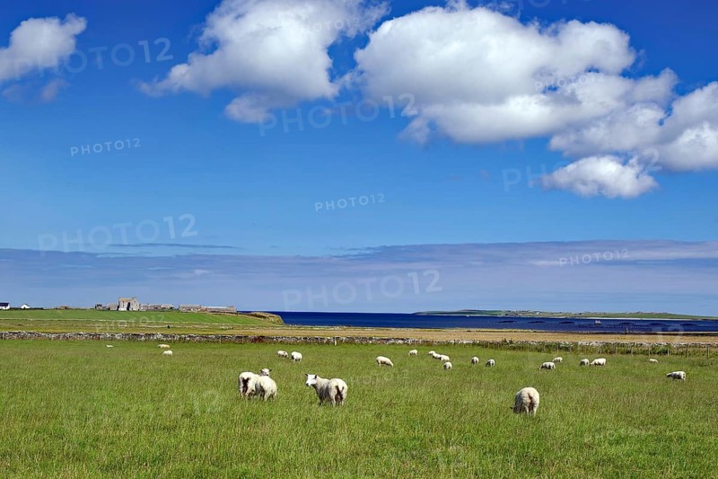 Sheep grazing in a pasture with a view of the sea and blue sky, Pierowal, Westray, Orkney Islands, Scotland, United Kingdom