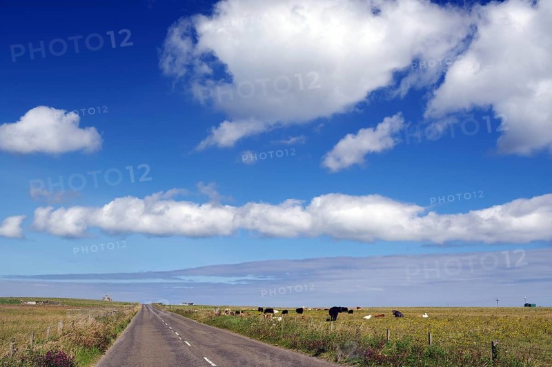 Rural road with cows under blue sky and clouds, Pierowal, Westray, Orkney Islands, Scotland, United Kingdom