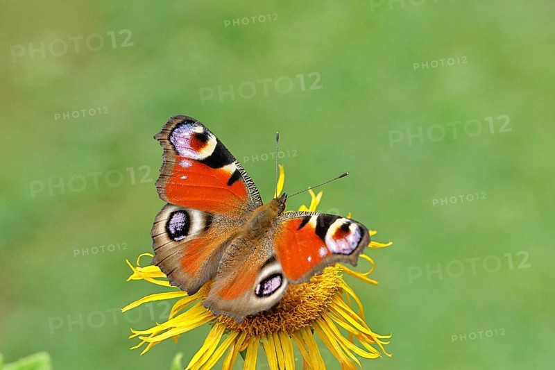 Peacock butterfly (Aglais io), on a yellow flower of a Great Telekie (Telekia speciosa), Wilnsdorf, North Rhine-Westphalia, Germany