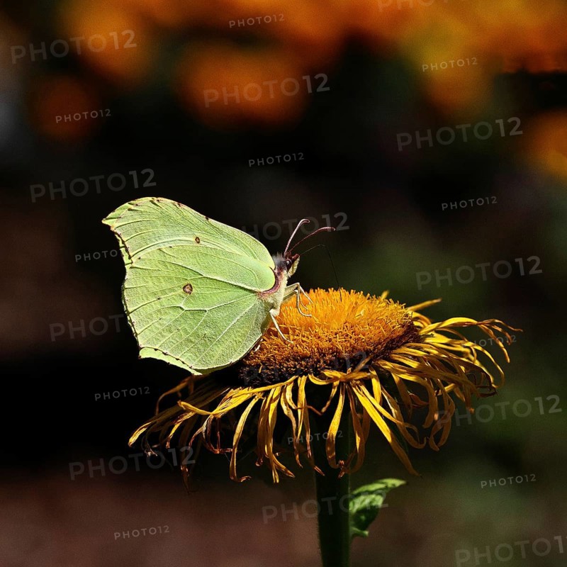 Lemon butterfly (Gonepteryx rhamny) on a yellow flower of a Great Telekie (Telekia speciosa), dark background, Wilnsdorf, North Rhine-Westphalia, Germany