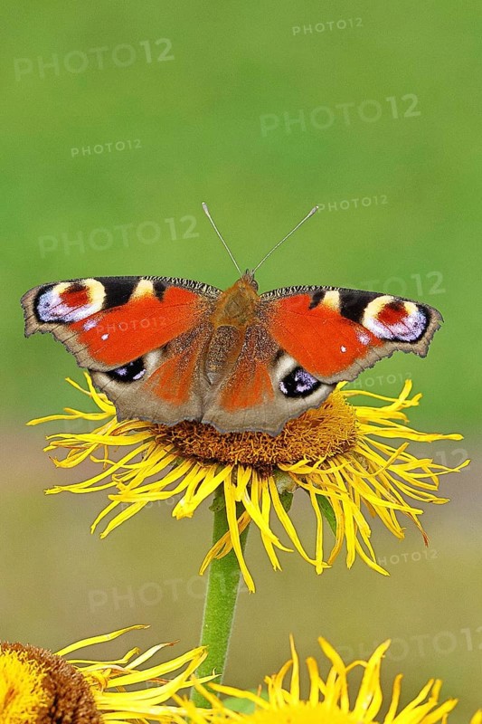 Peacock butterfly (Aglais io), on a yellow flower of a Great Telekie (Telekia speciosa), Wilnsdorf, North Rhine-Westphalia, Germany