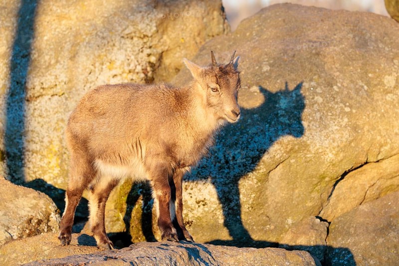 A female ibex (Capra ibex) stands on a rock in the warm evening light. Her shadow can be seen on the rock behind her. Carinthia, Austria