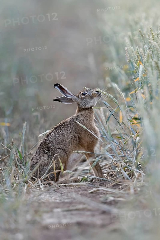 The hare likes it... Brown hare (Lepus europaeus) eats, nibbles from ripe wheat shortly in front of the harvest, funny animal pictures, native nature, Lower Rhine, North Rhine-Westphalia, Rhineland, Germany, Western Europe