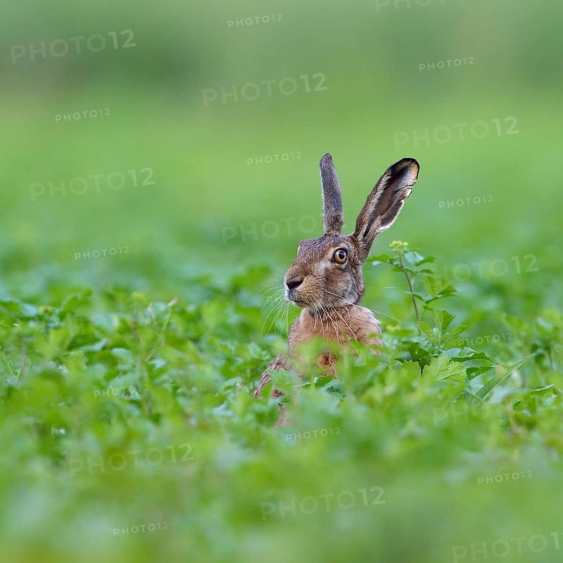 Hello, who is this... European hare (Lepus europaeus), hare sits in a field, on a field, looks around suspiciously, but brightly mischievous, funny animal picture, native nature, Lower Rhine, North Rhine-Westphalia, Rhineland, Germany, Western Europe