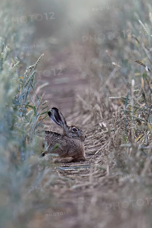 Quite cosy... European hare (Lepus europaeus), hare resting well hidden in a lane in a wheat field, native nature, typical picture, Lower Rhine, North Rhine-Westphalia, Rhineland, Germany, Western Europe