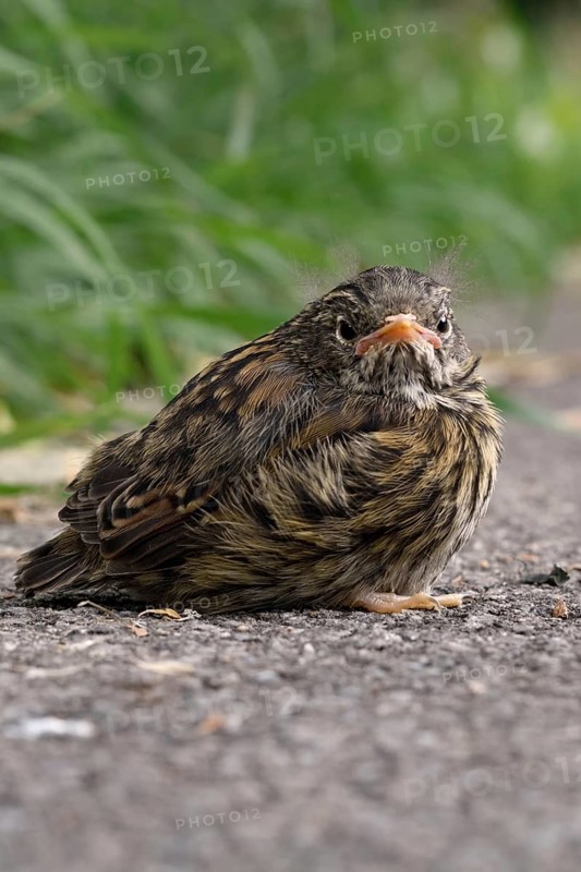 Fledgling... Dunnock (Prunella modularis), not yet fledged chick has left nest, sits seemingly lonely and abandoned at the roadside, but is still cared for by the adult birds, native nature, Lower Rhine, North Rhine-Westphalia, Rhineland, Germany, Western Europe