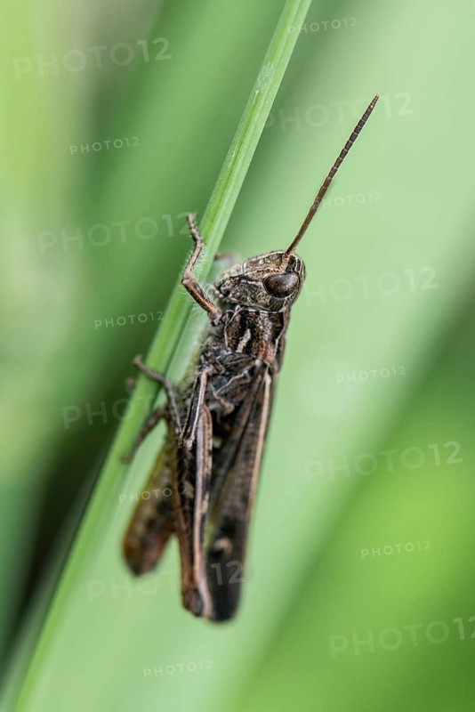 Common Field Grasshopper (Chortippus brunneus), Emsland, Lower Saxony, Germany
