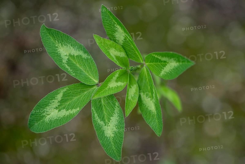 Red clover (Trifolium pratense), leaves, Emsland, Lower Saxony, Germany