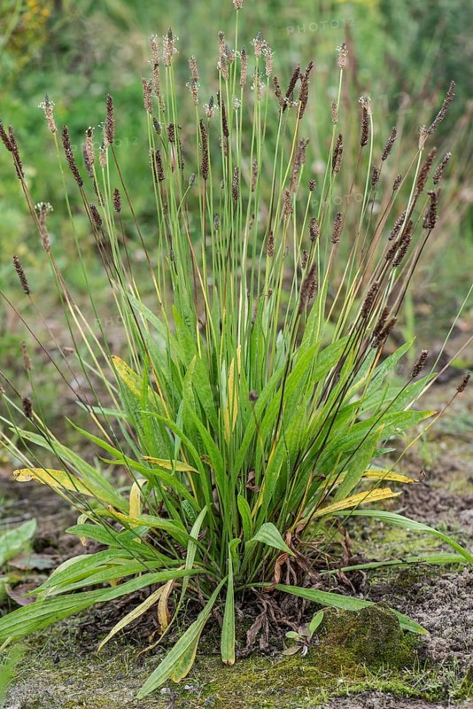Ribwort plantain (Plantago lanceolata), Emsland, Lower Saxony, Germany