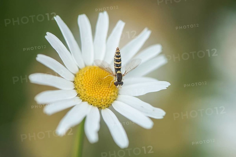 Annual fireweed (Erigeron annuus) with hoverfly, Emsland, Lower Saxony, Germany