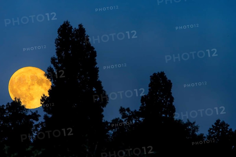 The full moon shines out from behind dark treetops in the night sky, Baden-Württemberg, Germany