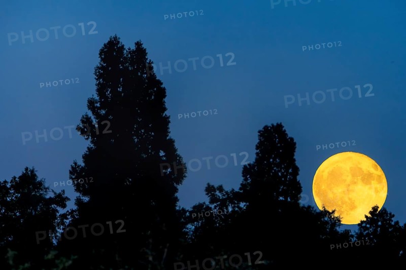 A shining full moon in the night sky, framed by treetops, Baden-Württemberg, Germany