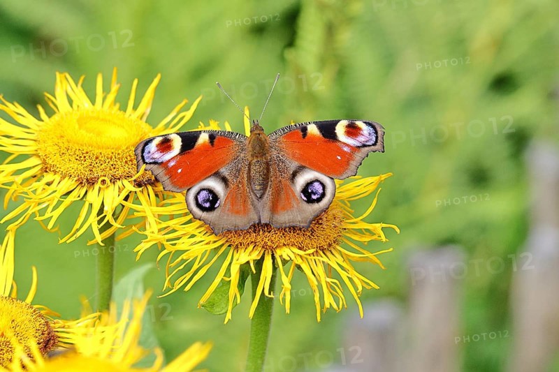 Peacock butterfly (Aglais io), on a yellow flower of a Great Telekie (Telekia speciosa), Wilnsdorf, North Rhine-Westphalia, Germany