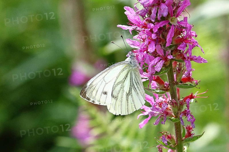A Cabbage butterfly (Pieris brassicae) sucking nectar on the flower of the purple loosestrife (Lythrum salicaria), in a natural environment in the wild, nice bokeh in the background, Wildlife, Insects, Butterflies, Butterflies, Wilnsdorf, North Rhine-Westphalia, Germany