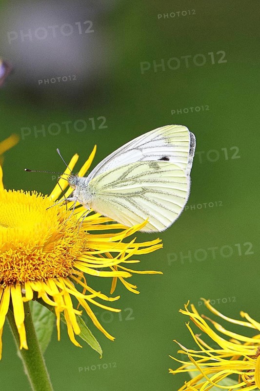 A Cabbage butterfly (Pieris brassicae, on a yellow flower of a Great Telekie (Telekia speciosa), macro photograph, Wilnsdorf, North Rhine-Westphalia, Germany