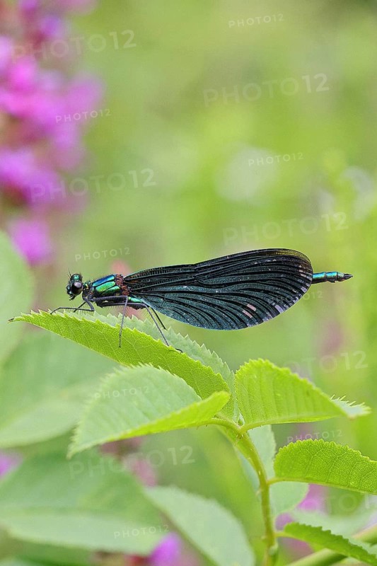 Blue-winged damselfly (Calopteryx virgo), male, on a leaf at a garden pond, close-up, Wilnsdorf, North Rhine-Westphalia, Germany