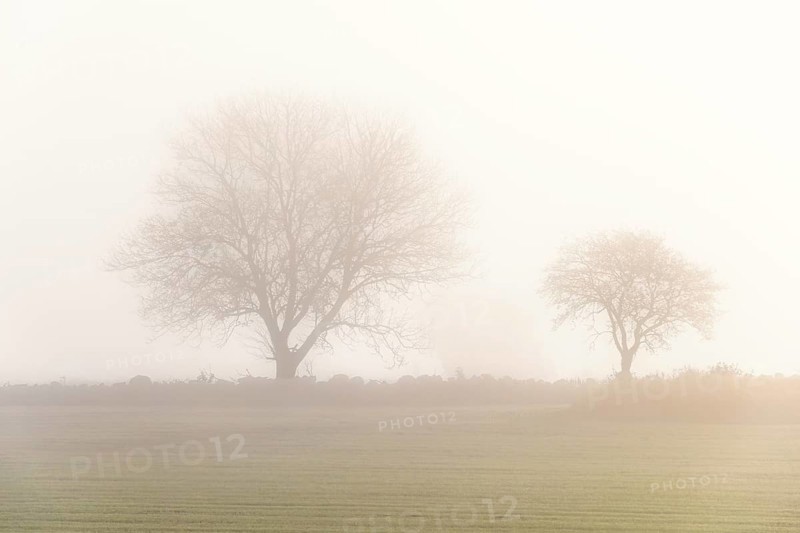 Leafless trees on a field a misty autumn day in the countryside