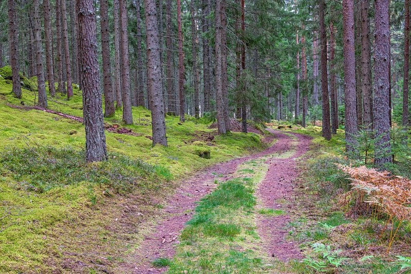 Small forest road with a grass shoulder in a coniferous forest with high spruce trees in autumn