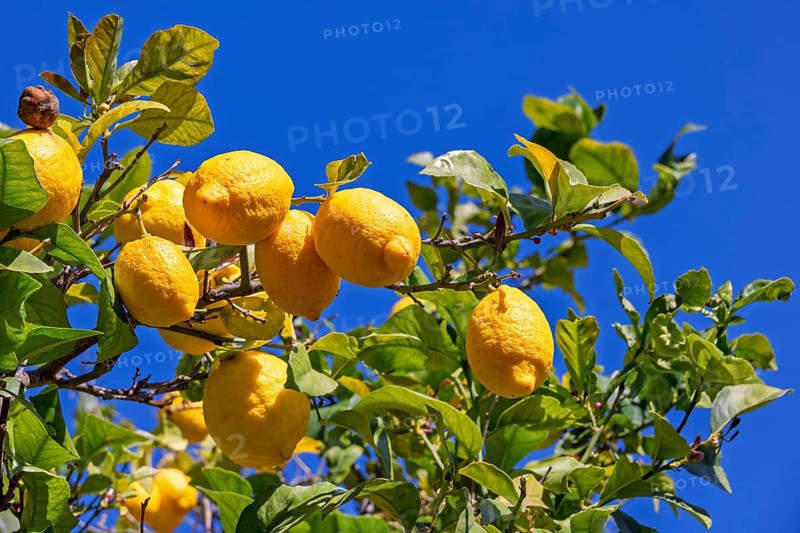 Ripe lemons in a tree against blue sunny sky, Mallorca, Spain