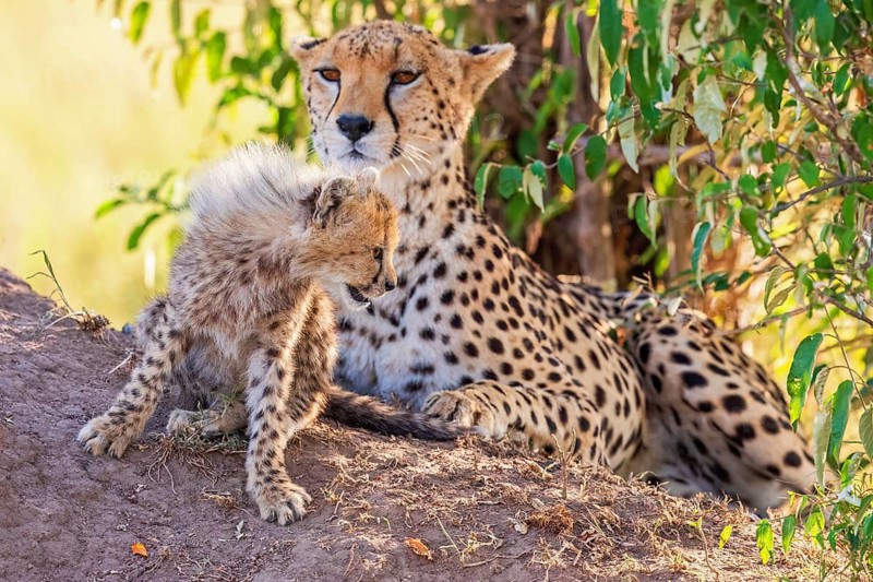Cheetah cub (Acinonyx jubatus) with its mother in the shade under a bush on the savannah, Maasai Mara National Reserve, Kenya