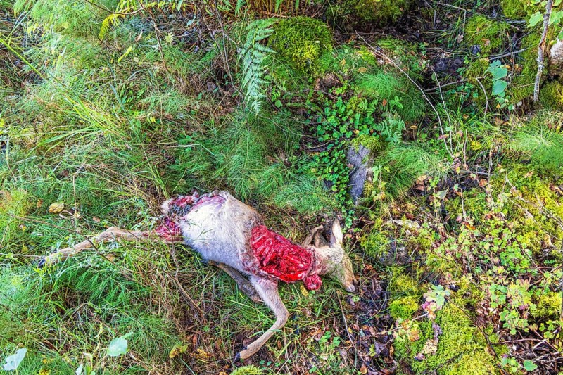 Deer (Capreolus capreolus) lying in the grass most likely killed by a wolf (Canis lupus), Sweden