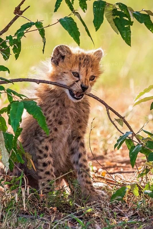 Cheetah cub (Acinonyx jubatus) chewing on a tree branch on the savannah, Maasai Mara National Reserve, Kenya