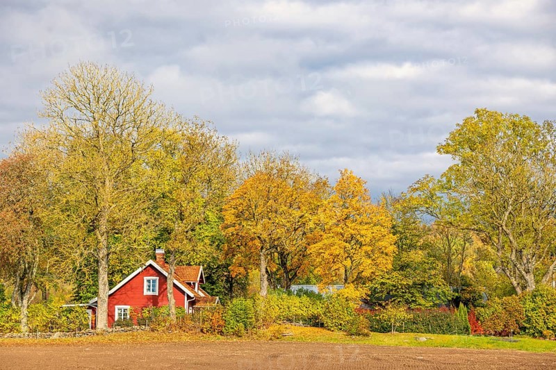 Red small wooden cottage in the Swedish countryside in a grove of trees with beautiful autumn colors on the trees on a sunny autumn day, Sweden