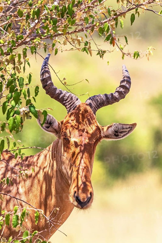 Hartebeest (Alcelaphus buselaphus) in the shade under a bush on the savanna, Maasai Mara National Reserve, Kenya