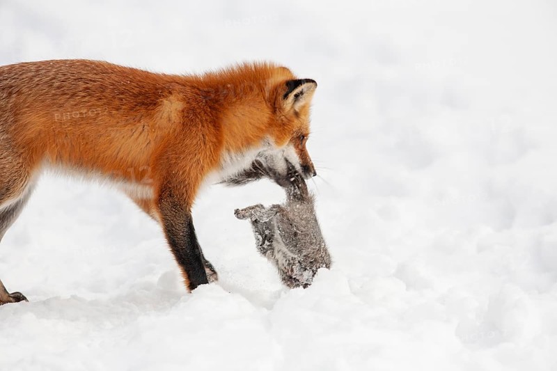 Red fox (vulpes vulpes), Fox hunting eastern gray squirrel (sciurus carolinensis) in winter. Province of Quebec, Canada, North America