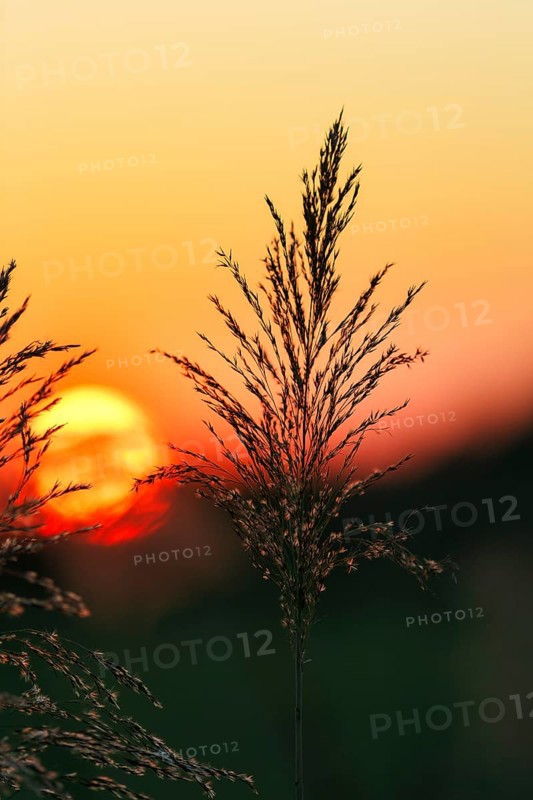 Reed (Phragmites australis), flower panicles in a marshy area, sunset, Saintes-Maries-de-la-Mer, Camargue Regional nature park Park, France