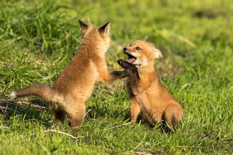 Red fox (vulpes vulpes), fox cubs playing together, Province of Quebec, Canada, North America