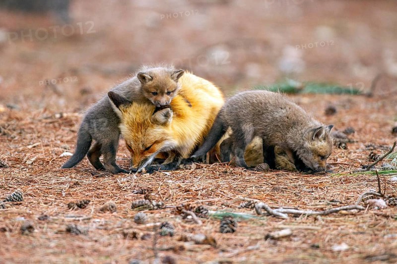 Red fox (vulpes vulpes), fox playing with cubs, Province of Quebec, Canada, North America