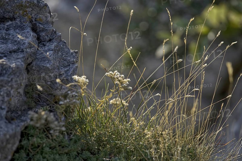 Close-up of grasses and flowers next to rough rock in the sun, Bissingen an der Teck, Baden-Württemberg
