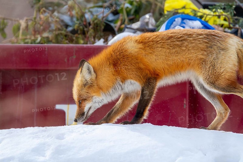 Red fox (Vulpes vulpes), Fox smelling a scent on snow near a waste container, Province of Quebec, Canada, North America