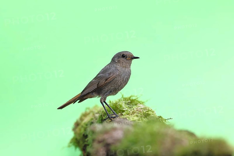 Black redstart (Phoenicurus ochruros), on a moss-covered tree stump in a garden, Wilnsdorf, North Rhine-Westphalia, Germany