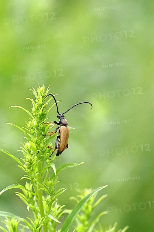 Red-necked buck (Stictoleptura rubra), male, on European goldenrod (Solidago), close-up, Wilnsdorf, North Rhine-Westphalia, Germany
