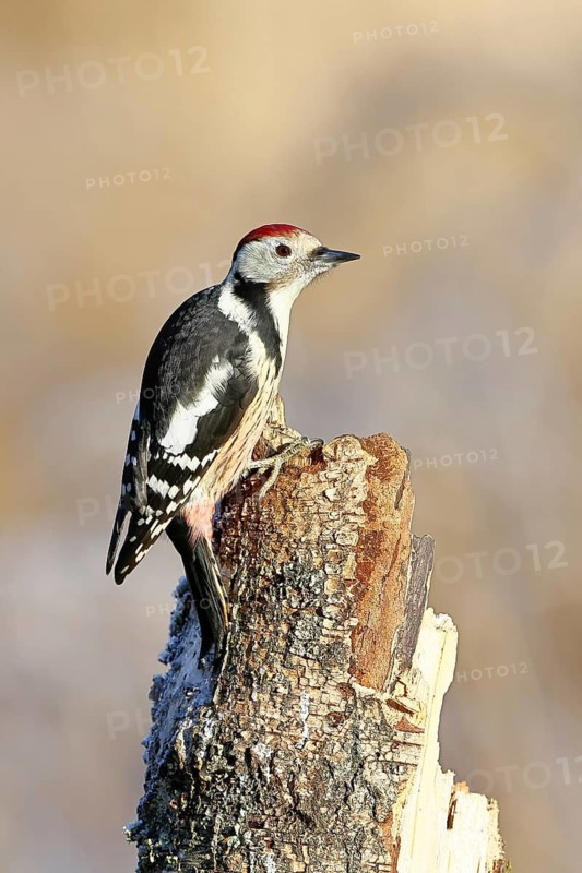 Middle spotted woodpecker (Dendrocopos medius) foraging on the trunk of a grey birch (Betula populifolia), Wilnsdorf, North Rhine-Westphalia, Germany