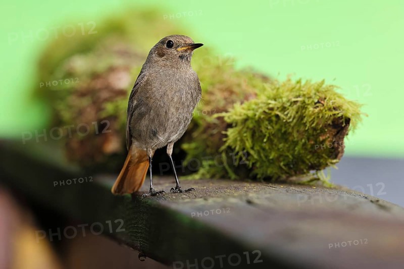Black redstart (Phoenicurus ochruros), foraging in a garden, Wilnsdorf, North Rhine-Westphalia, Germany